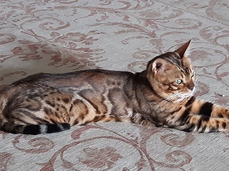 Bengal Full Pedigree pair cats kittens for sale in Golders Green, Greater London | Image 3