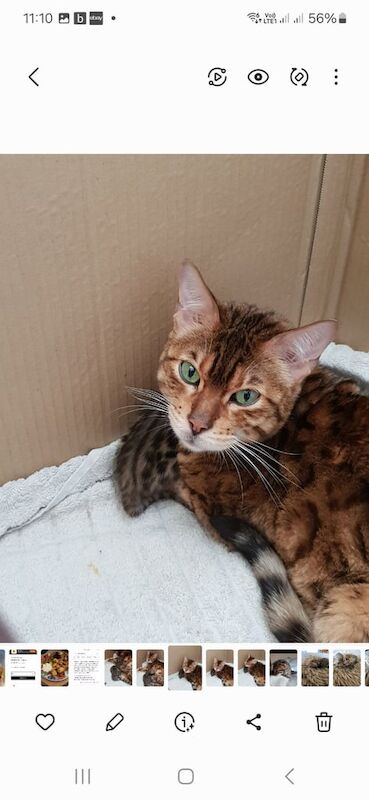 Bengal kittens for sale in Shaftesbury, Dorset – 6 years old