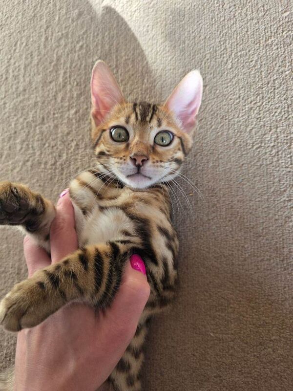 Bengal Kittens For Sale