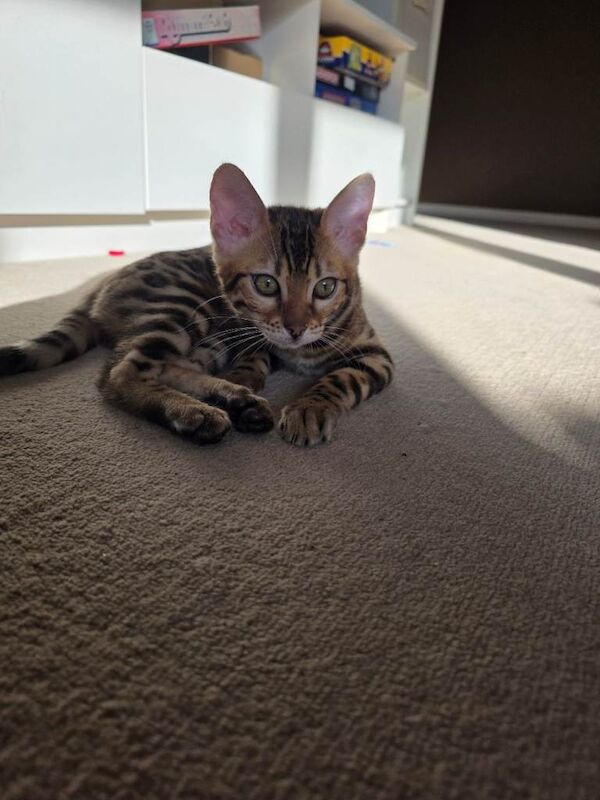 Bengal girl - Image 2 of 6