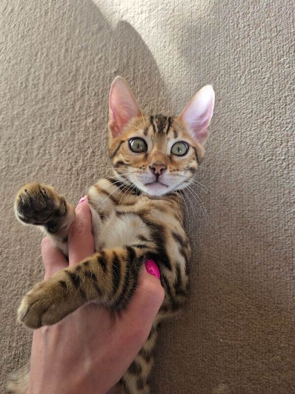 Bengal girl - Image 3 of 6