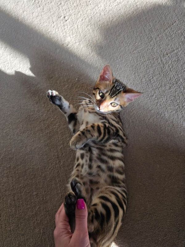 Bengal girl - Image 4 of 6