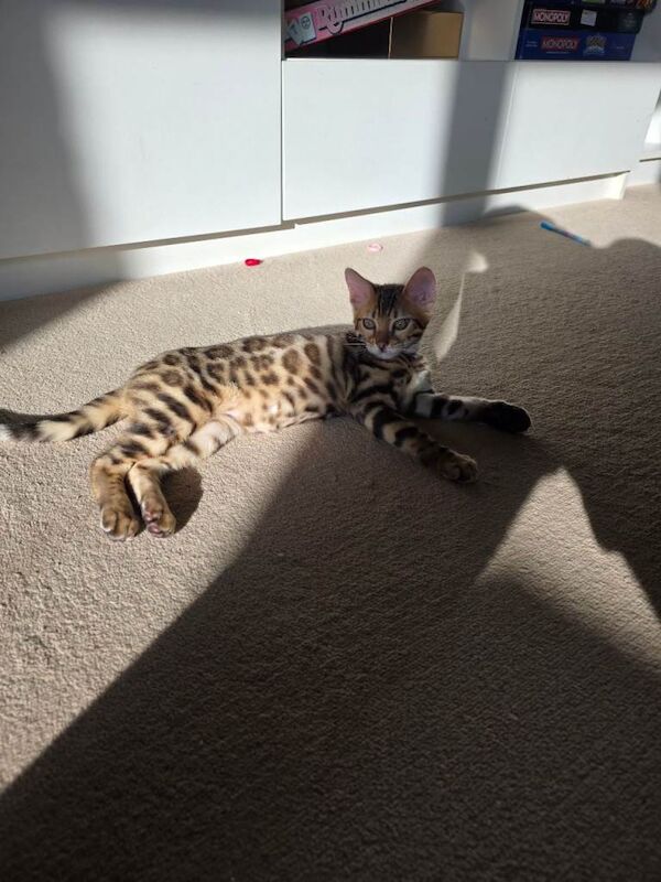 Bengal girl - Image 5 of 6