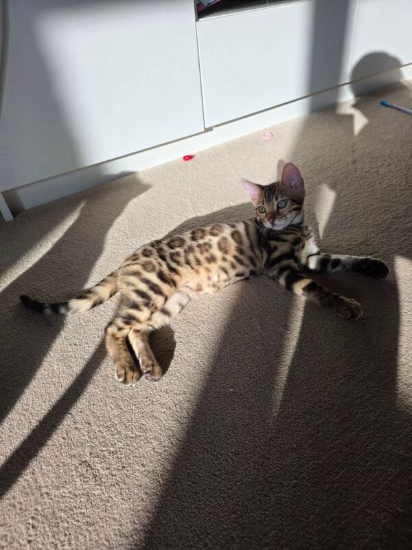 Bengal girl - Image 6 of 6