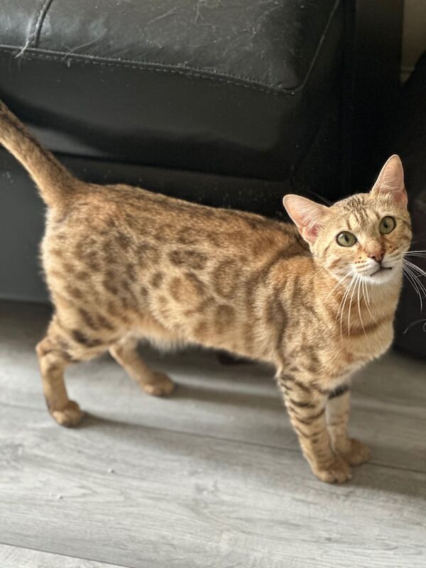 Bengal kittens for sale in Croydon, Greater London – 2 years old