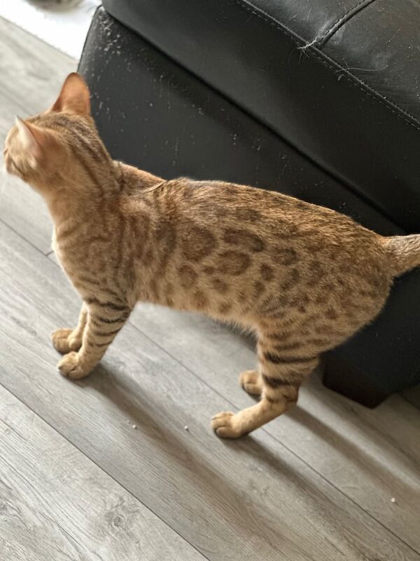 Bengal kittens for sale in Croydon, Greater London – 2 years old - Image 2 of 2