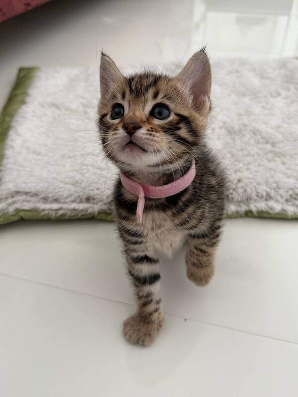 Bengal girl – Vet Checked, Litter Trained, Raised with Love for sale in Clapham, Greater London
