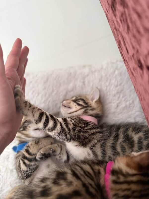 Bengal girl – Vet Checked, Litter Trained, Raised with Love for sale in Clapham, Greater London | Image 2