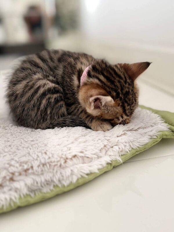 Bengal girl – Vet Checked, Litter Trained, Raised with Love for sale in Clapham, Greater London | Image 3