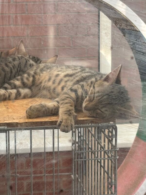 Bengal kittens for sale in Horncastle, Lincolnshire – 3 months old
