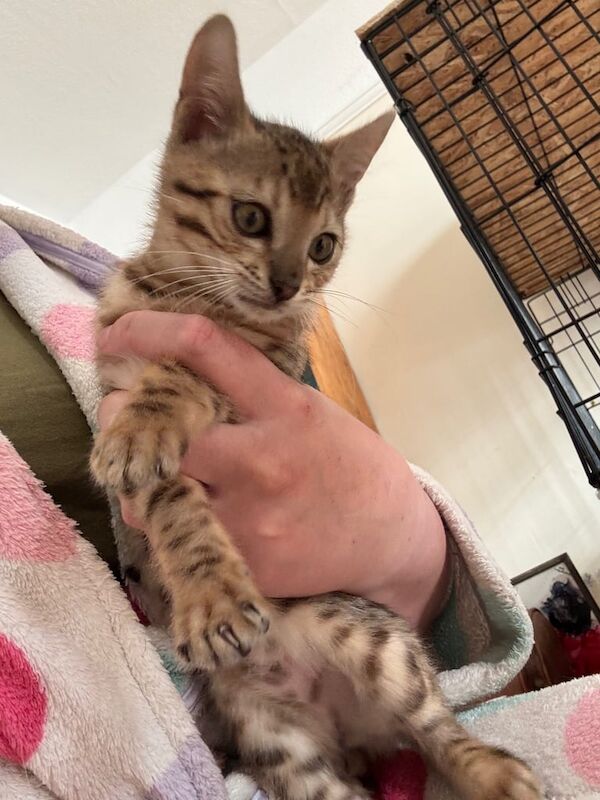 Bengal kittens for sale in Horncastle, Lincolnshire – 3 months old - Image 2 of 3