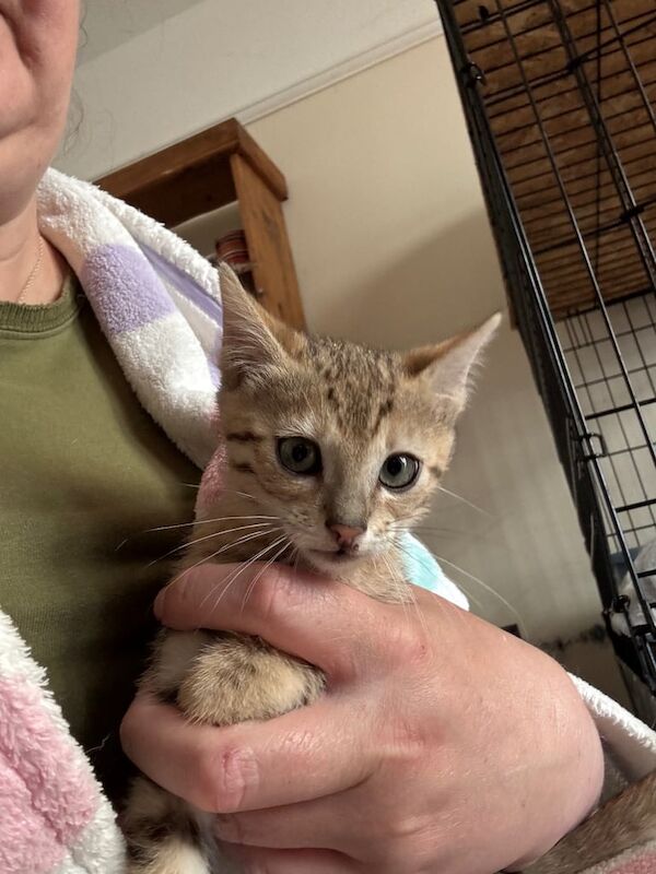 Bengal kittens for sale in Horncastle, Lincolnshire – 3 months old - Image 3 of 3