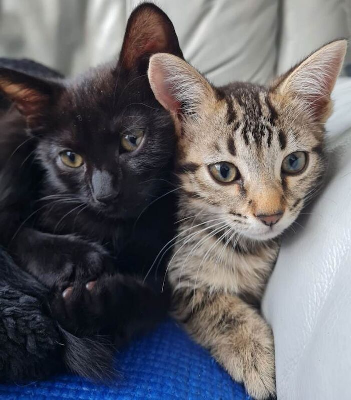 Bengal Kittens For Sale Under £300