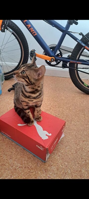 Bengal Kitten for sale in Cardiff / Caerdydd, South Glamorgan