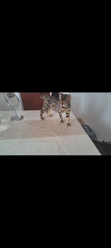 Bengal Kitten for sale in Cardiff / Caerdydd, South Glamorgan | Image 2