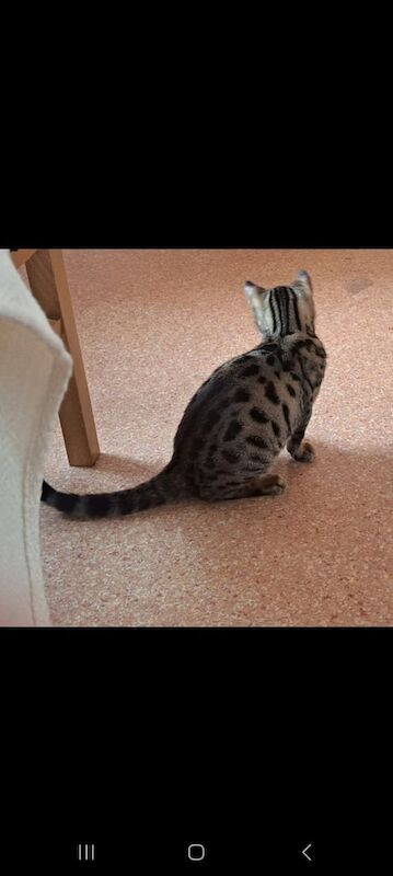 Bengal Kitten for sale in Cardiff / Caerdydd, South Glamorgan | Image 3