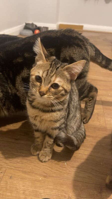 Bengal kitten for sale in Manchester, Greater Manchester