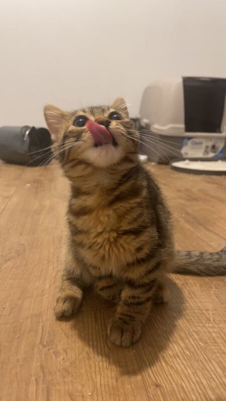 Bengal kitten for sale in Manchester, Greater Manchester | Image 2