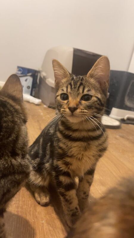 Bengal kitten for sale in Manchester, Greater Manchester | Image 3