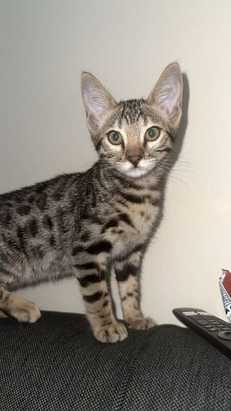 Bengal kittens for sale in Southam, Warwickshire – 3 months old
