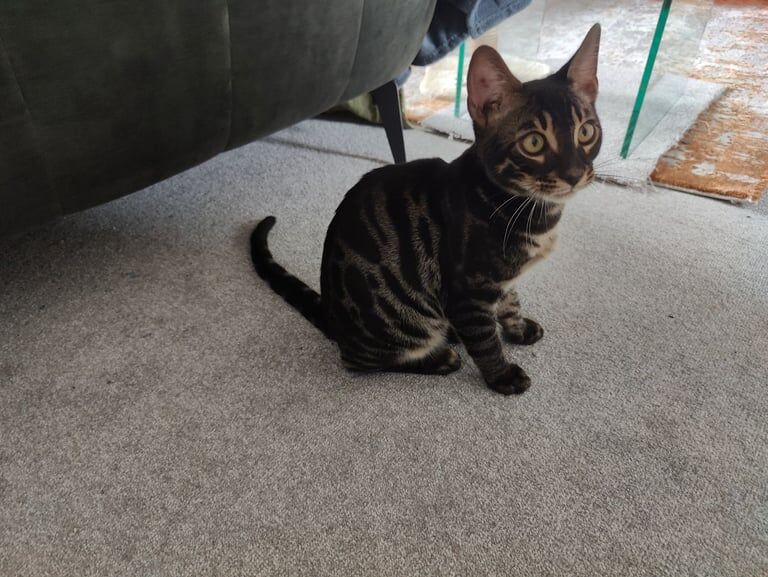 Bengal kittens for sale in Aberdeen, City of Aberdeen – 3 months old