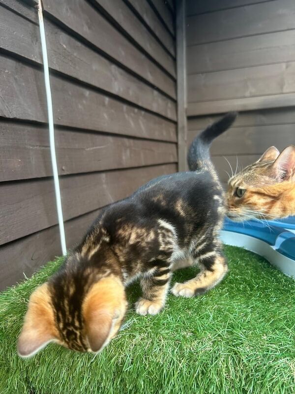 Bengal kittens for sale in Poole, Dorset – 9 weeks old