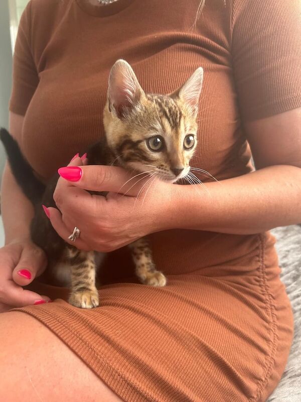 Bengal kittens for sale in Poole, Dorset – 9 weeks old - Image 2 of 3