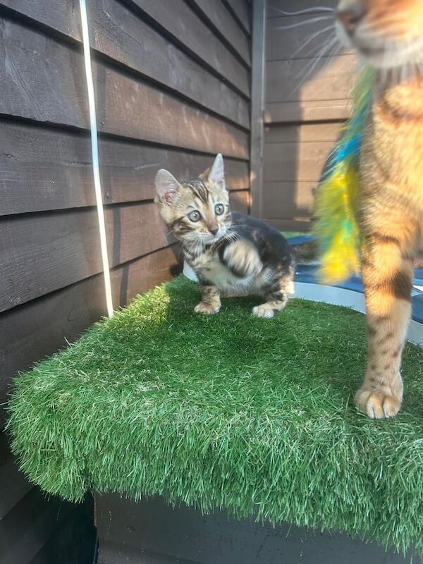 Bengal kittens for sale in Poole, Dorset – 9 weeks old - Image 3 of 3