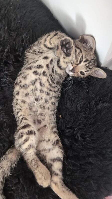 Bengal kittens for sale in Didcot, Oxfordshire – 11 weeks old