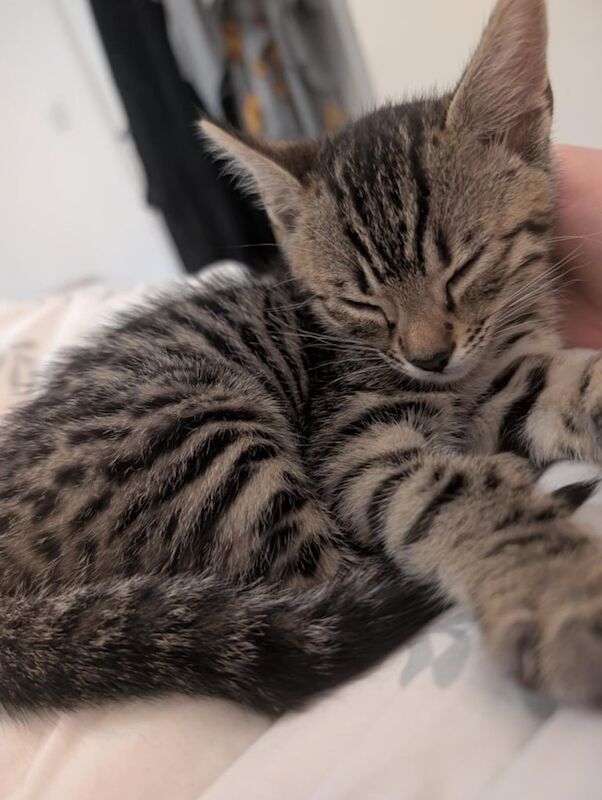 Bengal kittens for sale in Didcot, Oxfordshire – 11 weeks old - Image 2 of 3