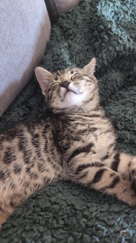 Bengal kittens for sale in Didcot, Oxfordshire – 11 weeks old - Image 3 of 3