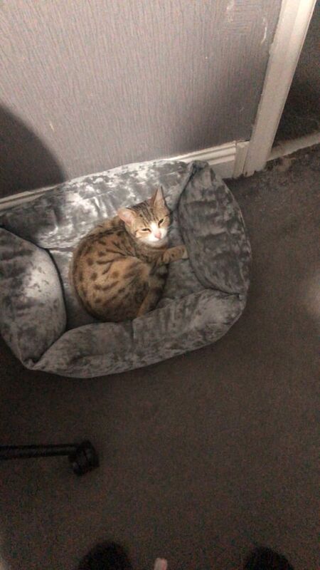 Bengal kittens for sale in Sandwell, West Midlands – 8 months old