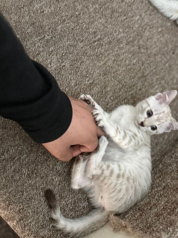 Bengal kittens for sale in Roundhay, West Yorkshire – 3 months old