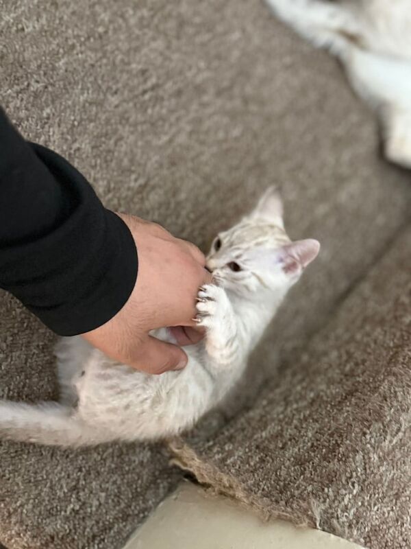 Bengal kittens for sale in Roundhay, West Yorkshire – 3 months old - Image 2 of 3