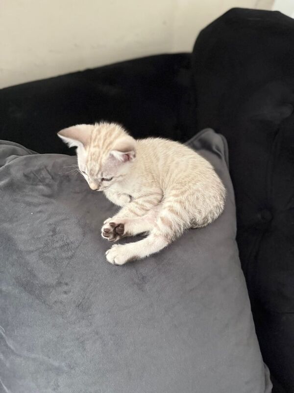 Bengal kittens for sale in Roundhay, West Yorkshire – 3 months old - Image 3 of 3