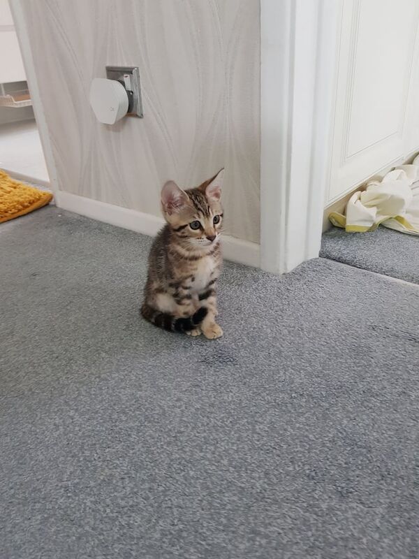 Bengal kittens for sale in Canvey Island, Essex – 10 weeks old