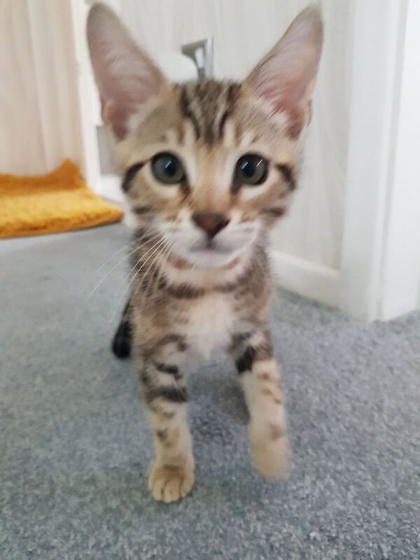 Bengal kittens for sale in Canvey Island, Essex – 10 weeks old - Image 2 of 3