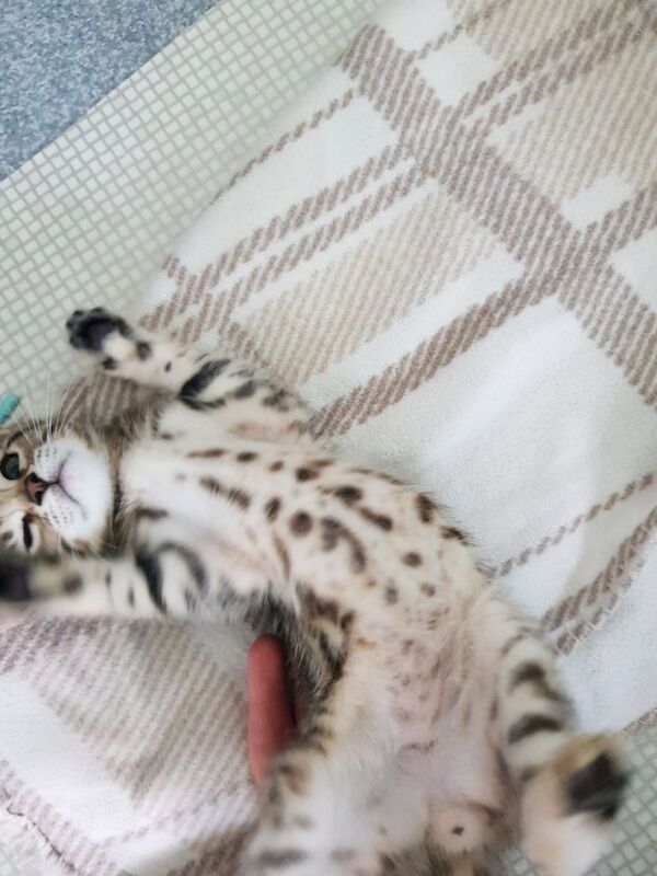 Bengal kittens for sale in Canvey Island, Essex – 10 weeks old - Image 3 of 3