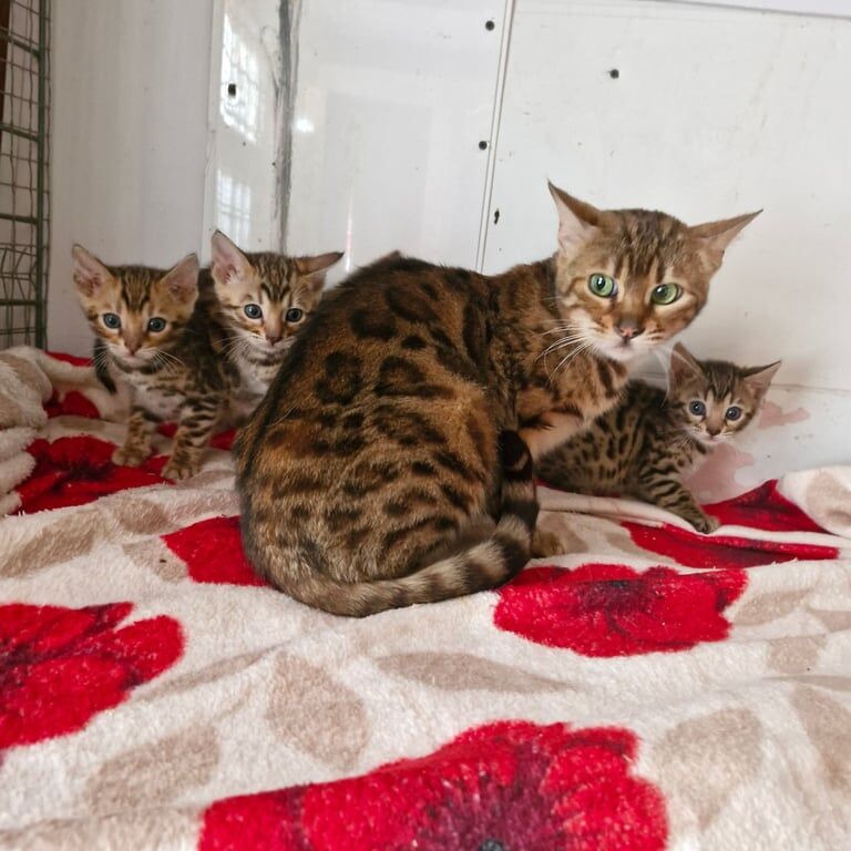 Bengal Kittens For Sale