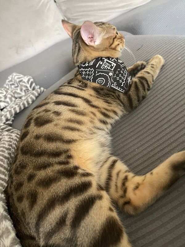 Bengal kittens for sale in Notting Hill, Greater London – 6 months old