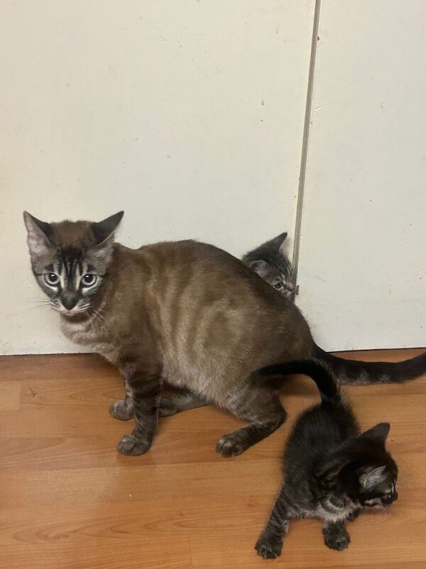 Bengal Kittens For Sale Under £300