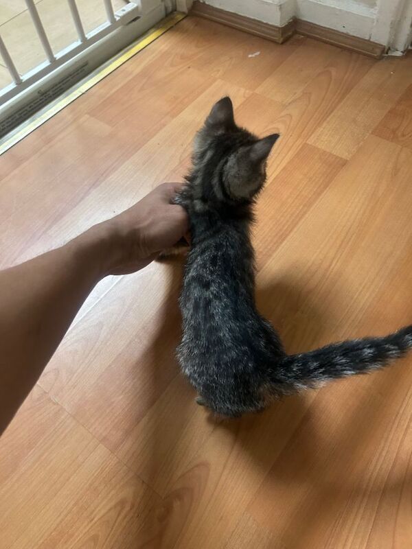 Bengal kittens for sale in Old Street, London – 6 weeks old - Image 2 of 5