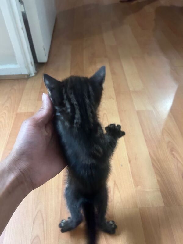 Bengal kittens for sale in Old Street, London – 6 weeks old - Image 3 of 5