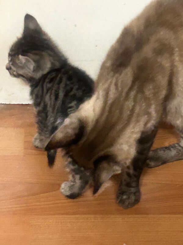 Bengal kittens for sale in Old Street, London – 6 weeks old - Image 4 of 5