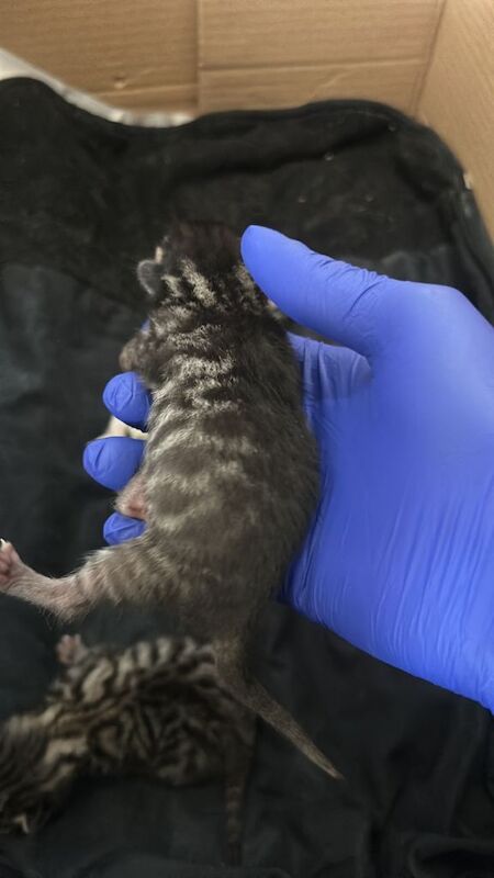 Bengal kittens for sale in Old Street, London – 6 weeks old - Image 5 of 5