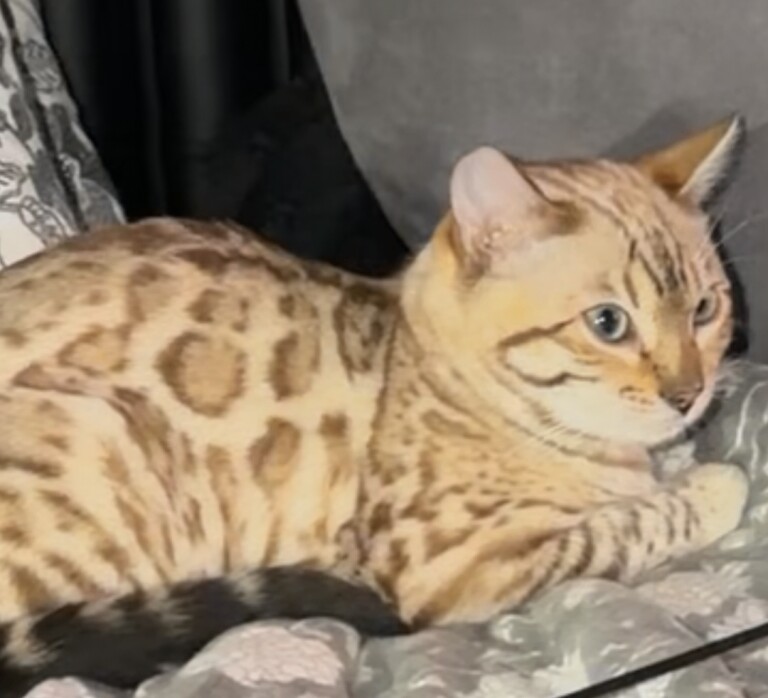 Bengal kittens for sale in Luton, Bedfordshire – 3 months old