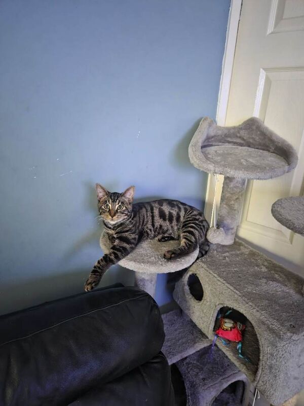 Bengal kittens for sale in Lostock Hall, Lancashire – 7 months old