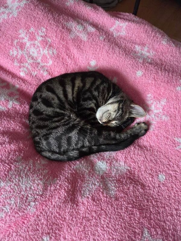 Bengal kittens for sale in Lostock Hall, Lancashire – 7 months old - Image 2 of 4