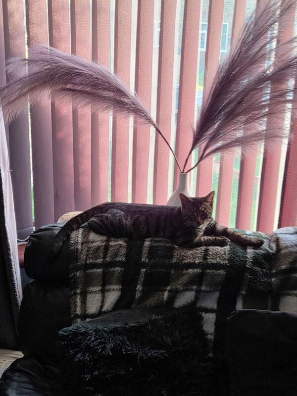 Bengal kittens for sale in Lostock Hall, Lancashire – 7 months old - Image 4 of 4