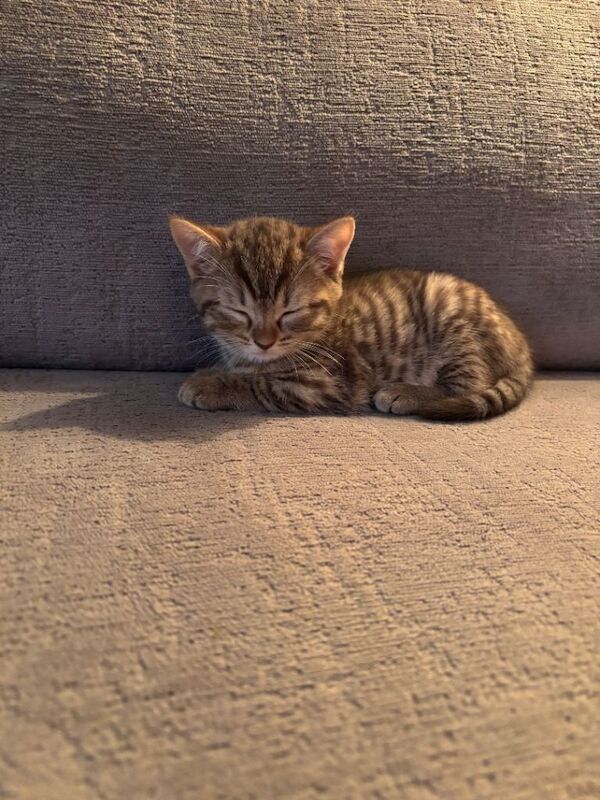 Bengal kittens for sale in Liverpool, Merseyside – 7 weeks old